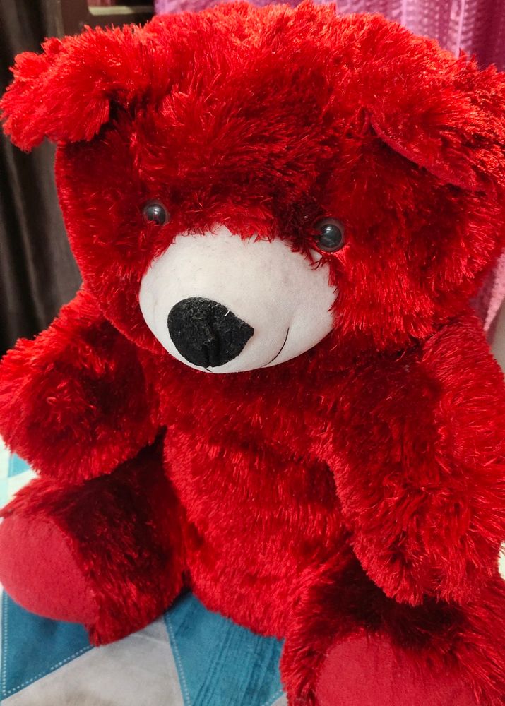 Big Size Teddy