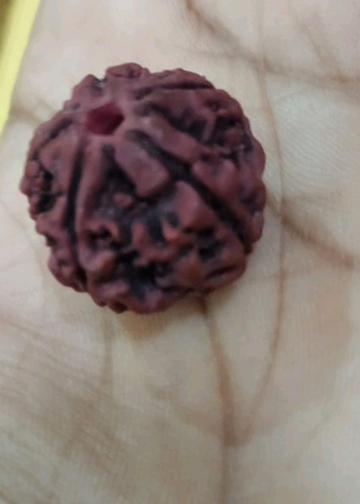 Panchmukhi - Rudraksha With Gifted.