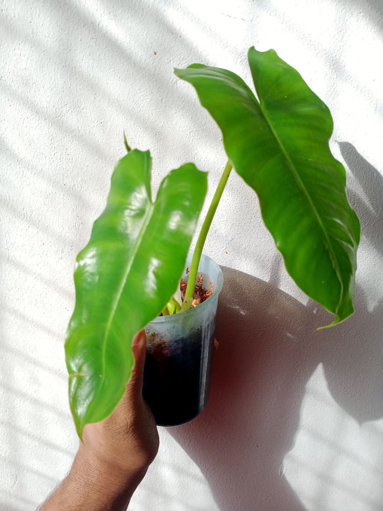 Philodendron Well Rooted Plant