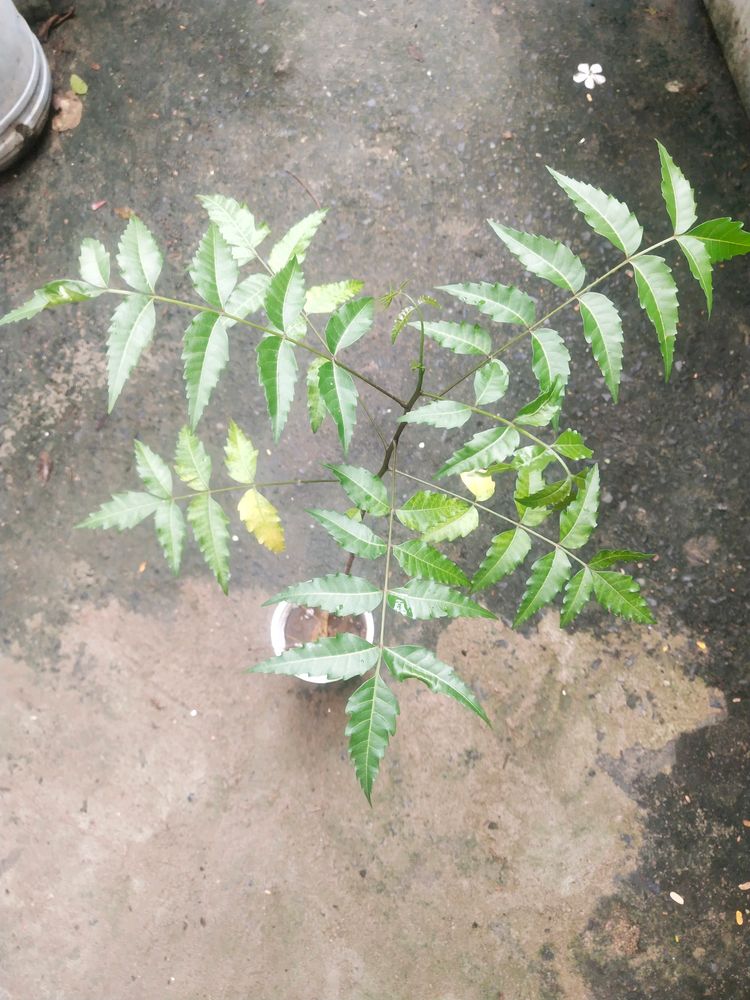 Healthy Neem Plant With Root