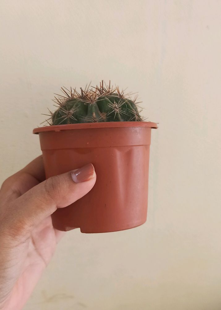 Cactus Plant With Brown Pot N Soil