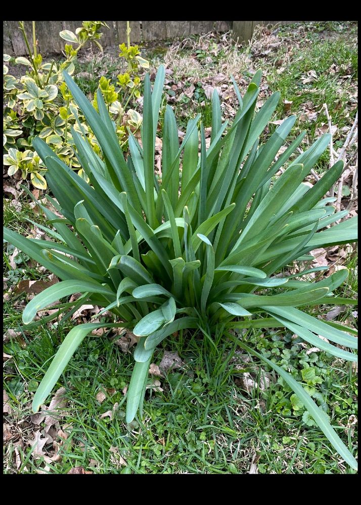 Chuck Plant Bulb