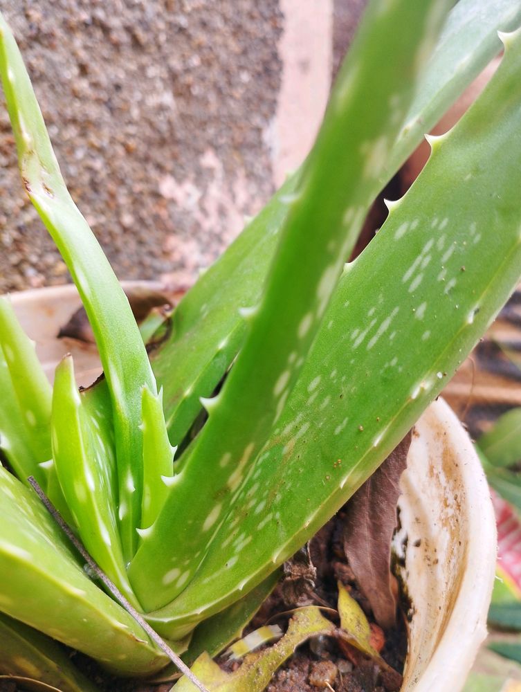 Magical Aloevera Plant / Aloever