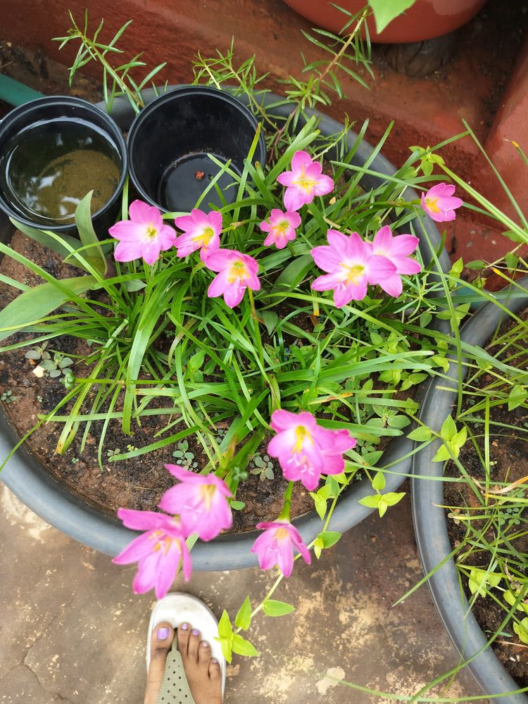 Pink Rain Lilly Bulbs