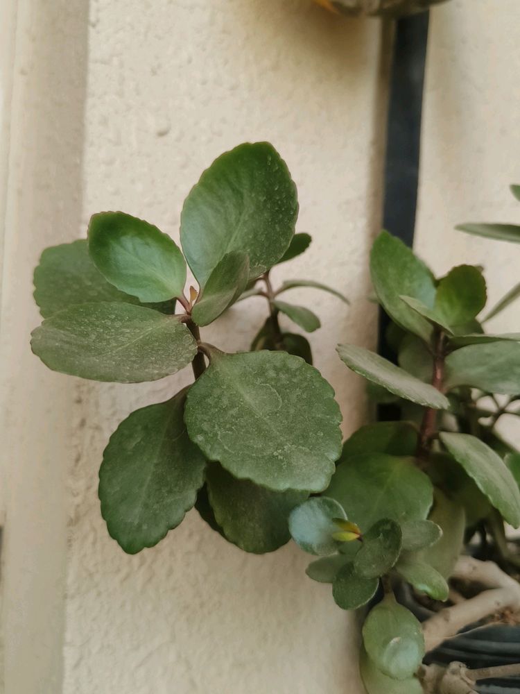 Kalancho Plant Cutting