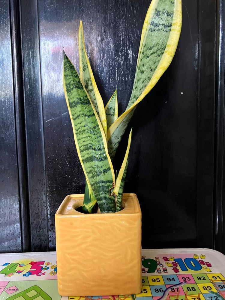 Sanseveria Snake Plant