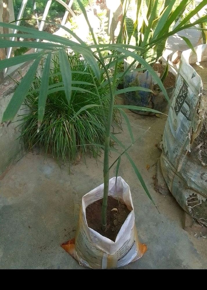 (Chamaedorea Seifrizii) Bamboo Palm Plant