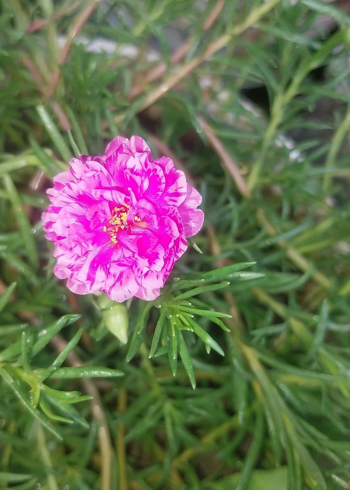 Portulaca And Purslene