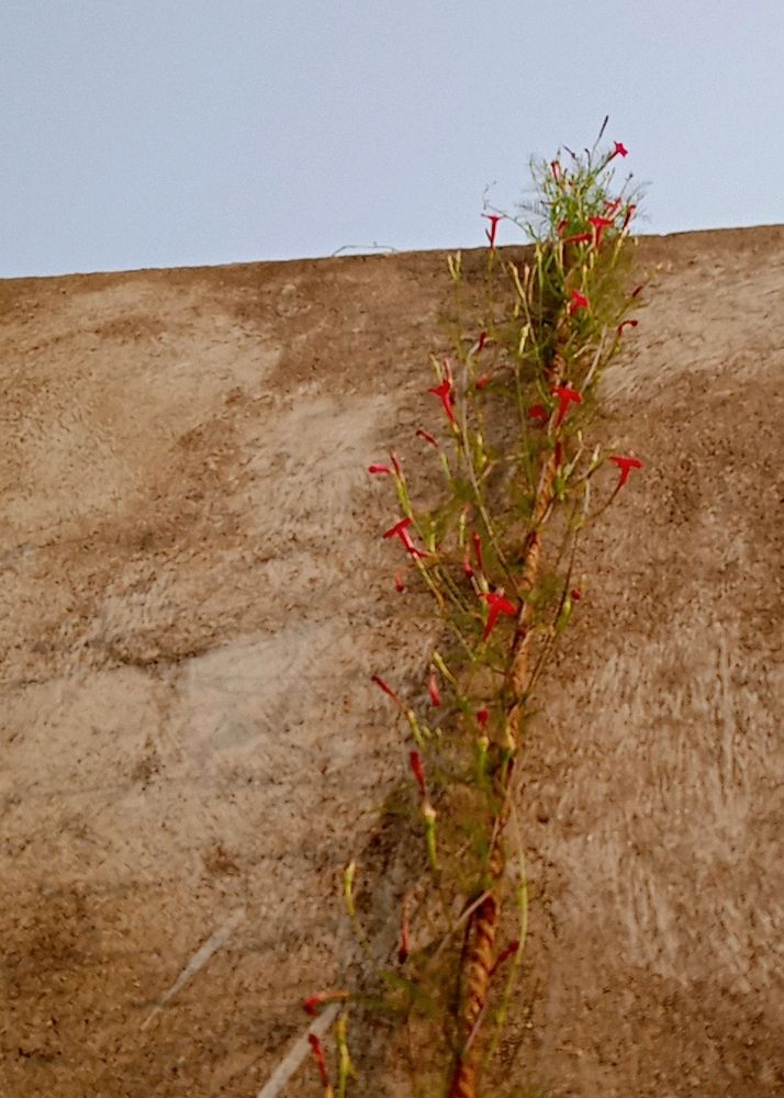 Red Cypress Vine Seeds