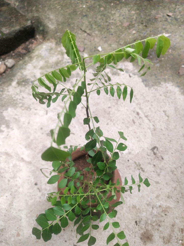 Combo 2 Plant Curry Leaves With Healthy Root