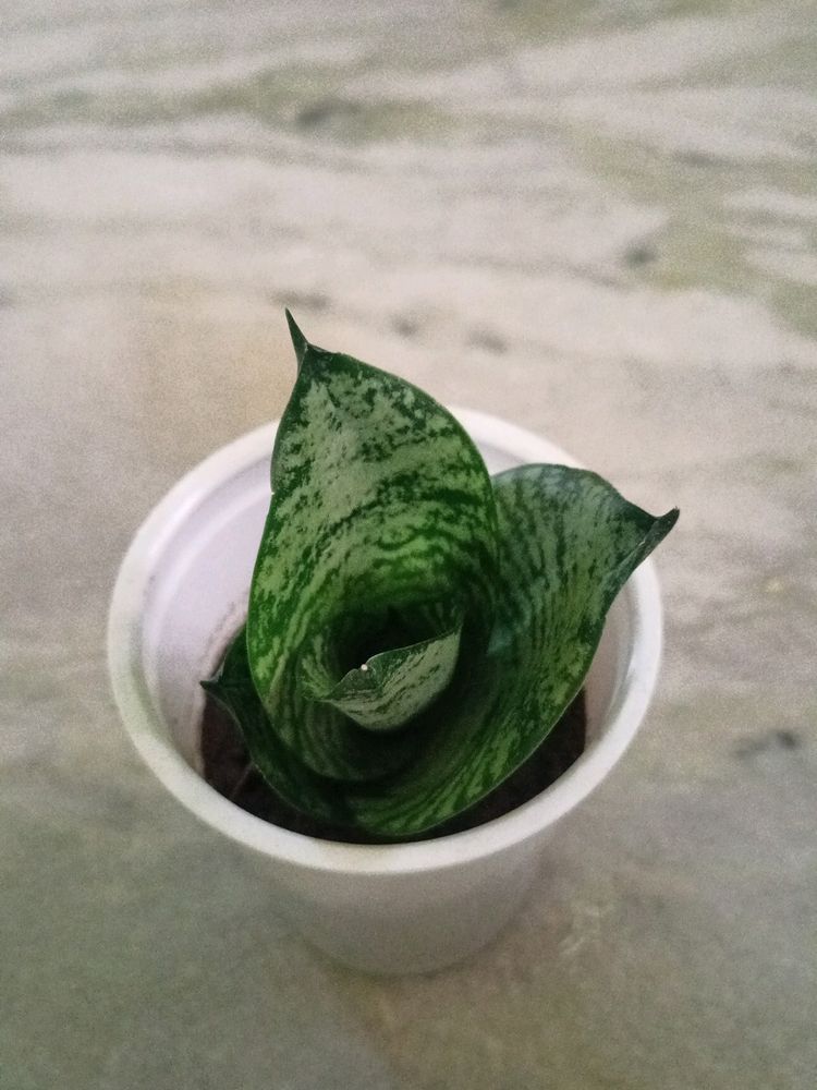 Dwarf Snake Plant In White Plastic Glass