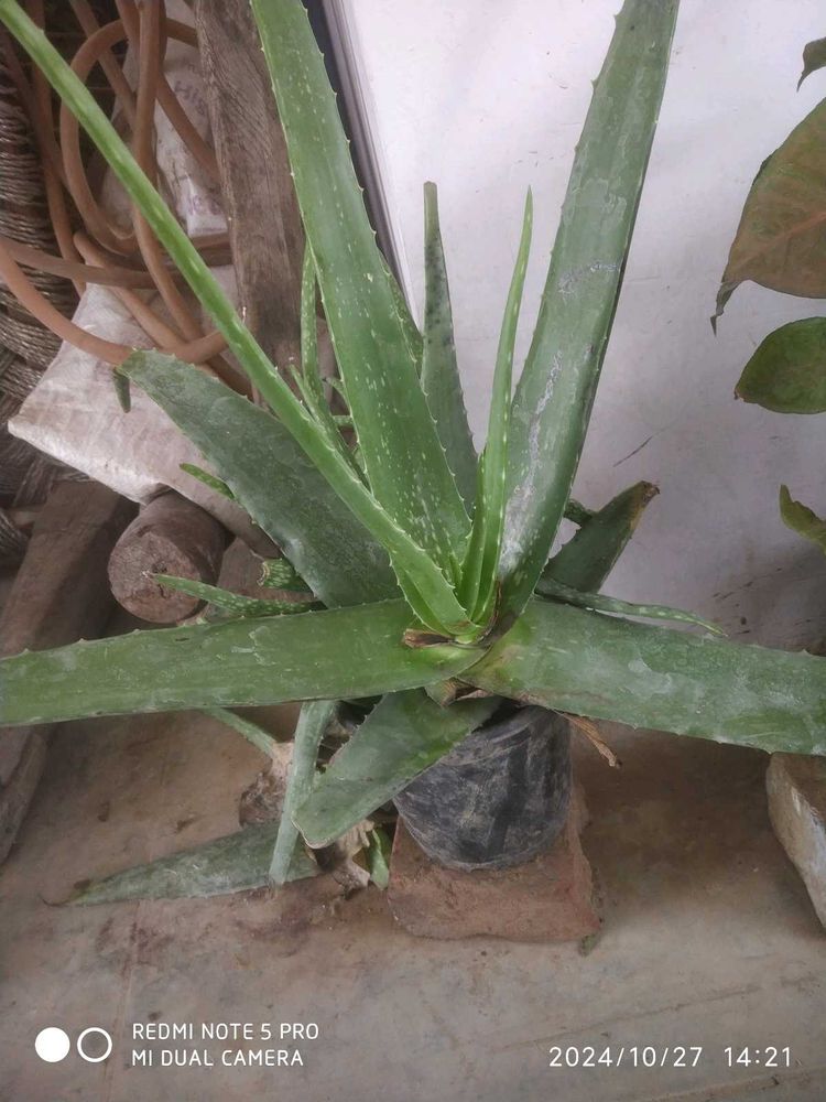 Aloe Vera Plant