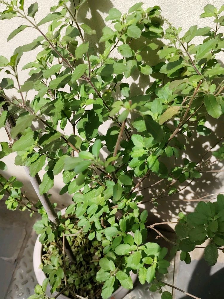 Seeds Krishna Tulsi Plant