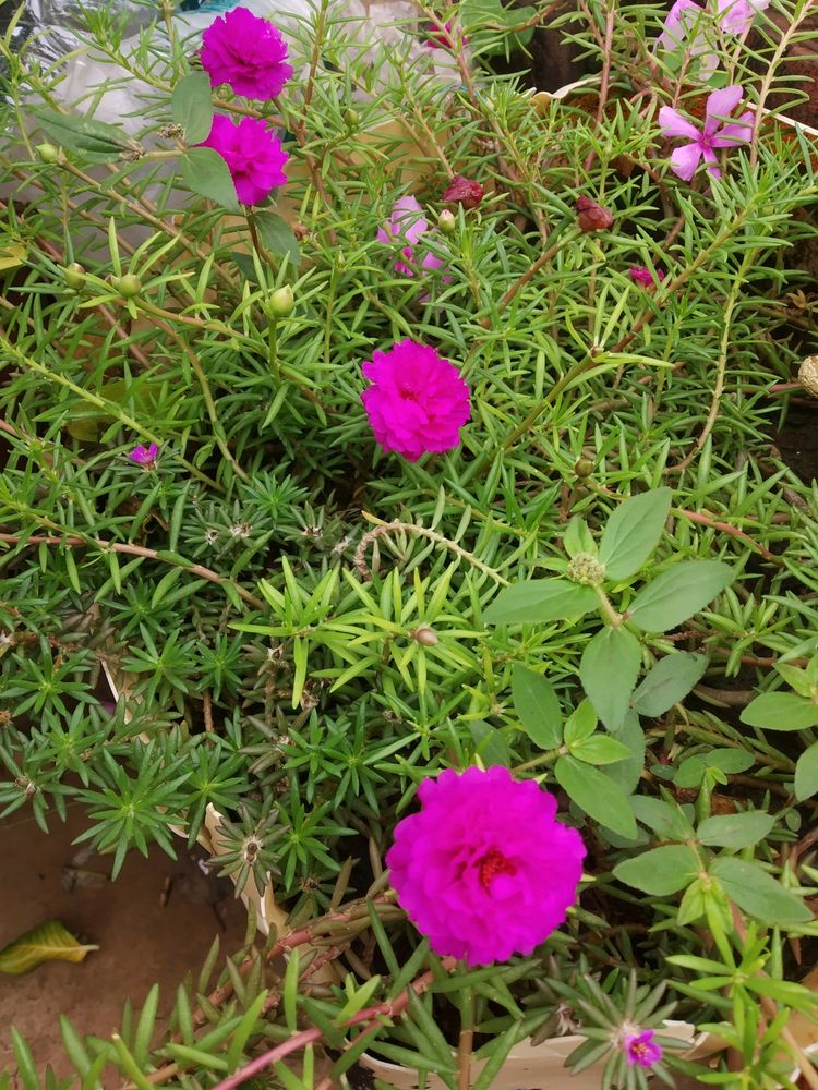 Pink Portulaca