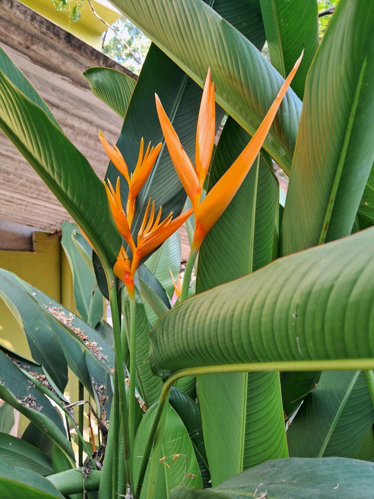 Yellow Heliconia 1 Rooted Plant 15" Long