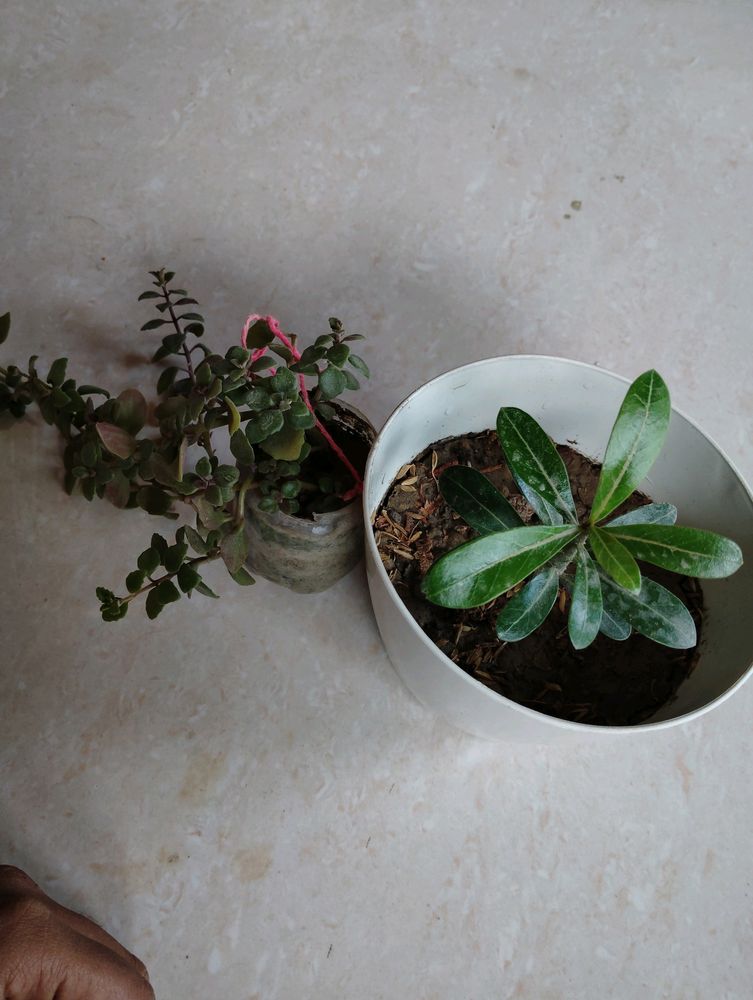 Adenium With Pot & 3 Plant