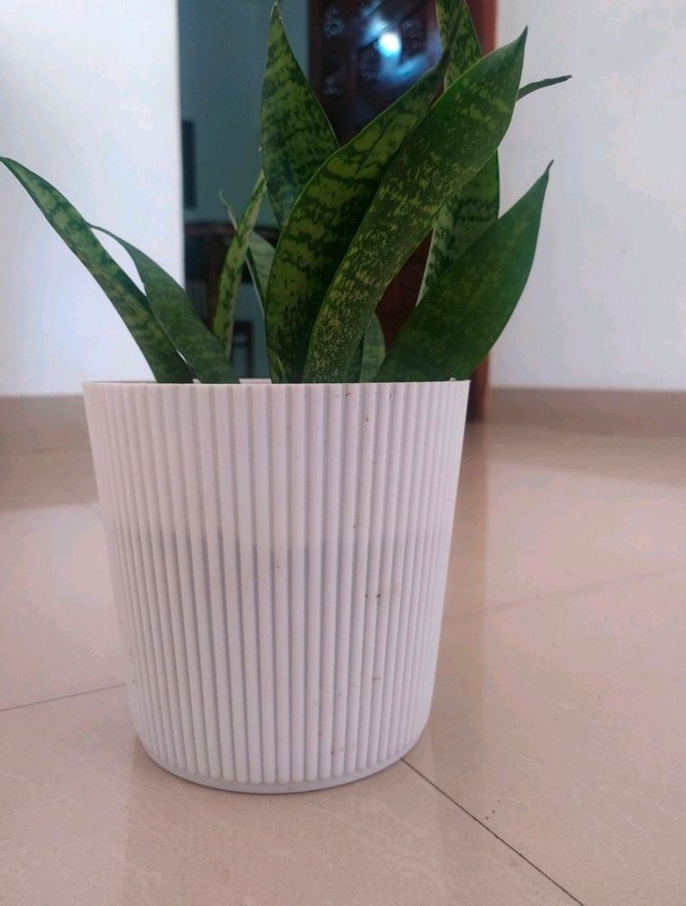 Snake Plant