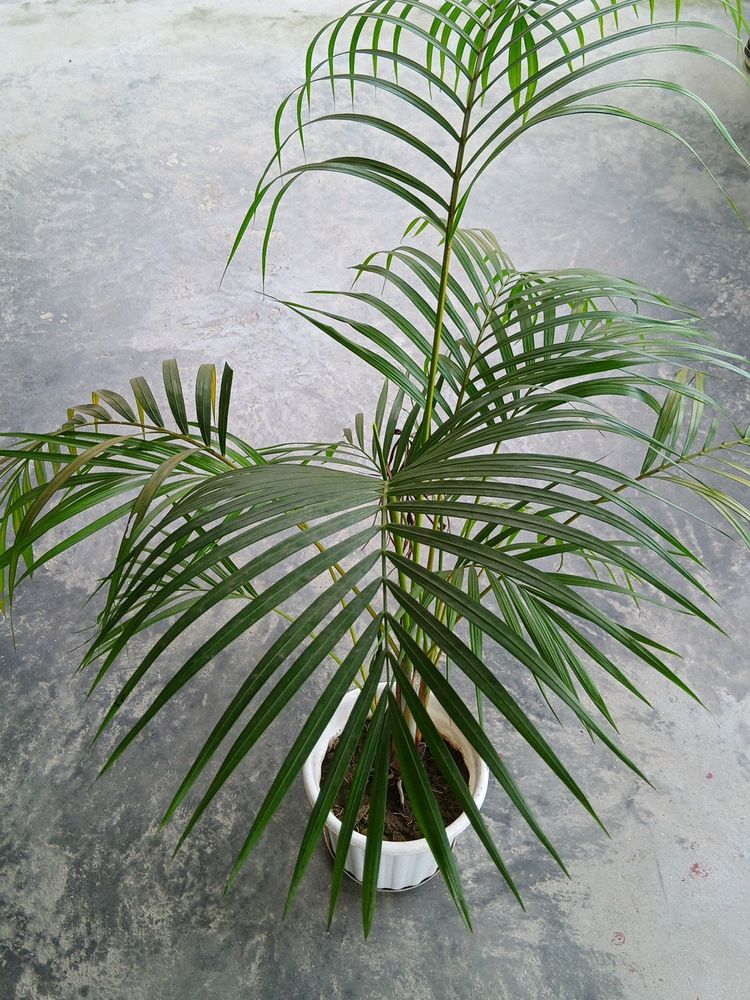 Areca Palm 500