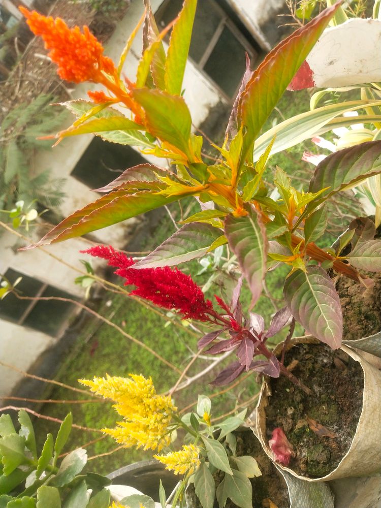 Combo Of 3 Celosia Pulmosa Forest Fire Cocks Comb