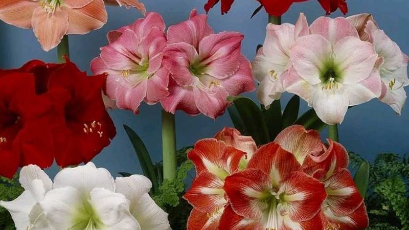 Amaryllis Lily Bulb