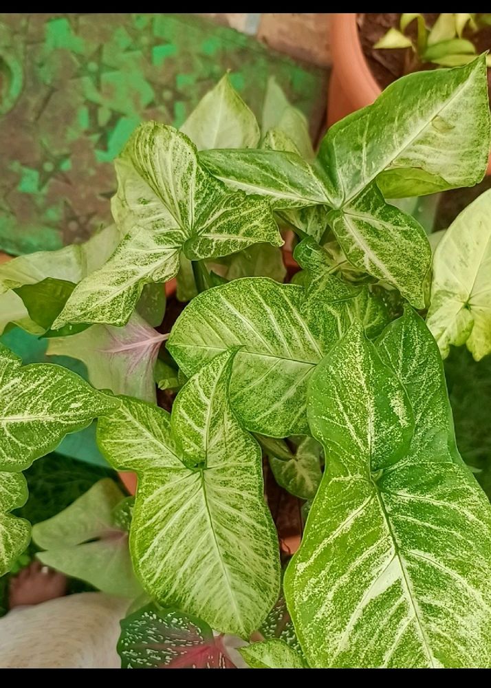 Plant - Syngonium.Green N White Variety