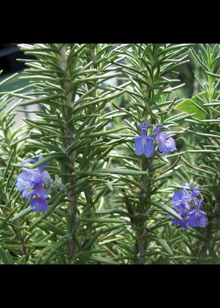 Rosemary Live Plant