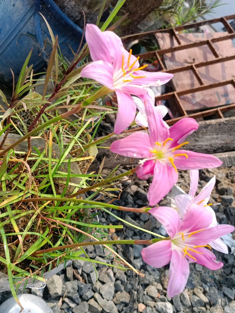 Rain Lily (ancestors Lilly)