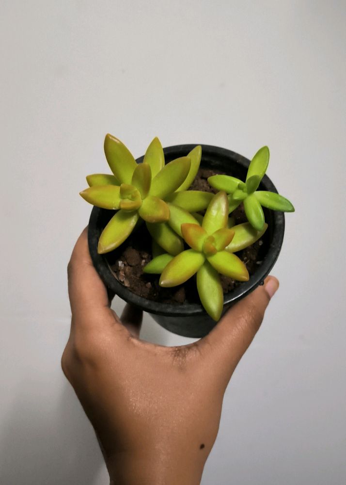 Yellow Sedum Nussbaumerianum