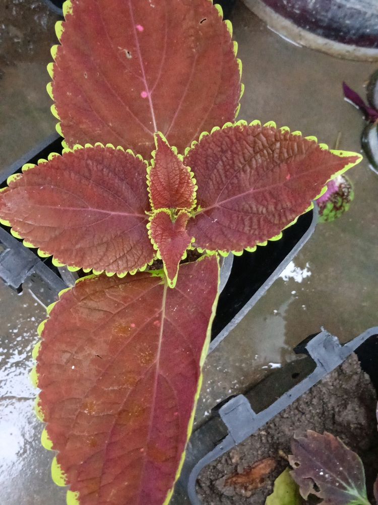 Coleus Plants And Cutting