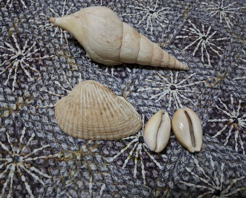 Shank And Cowrie Shell