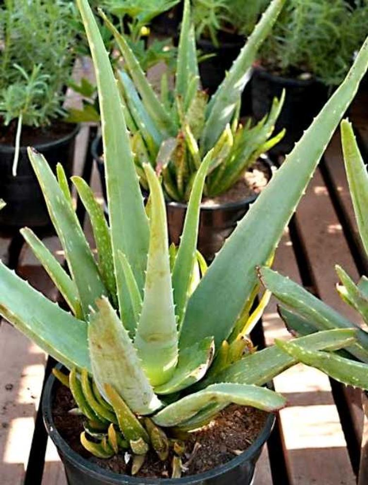 Healthy Aloevera Plant 🌵