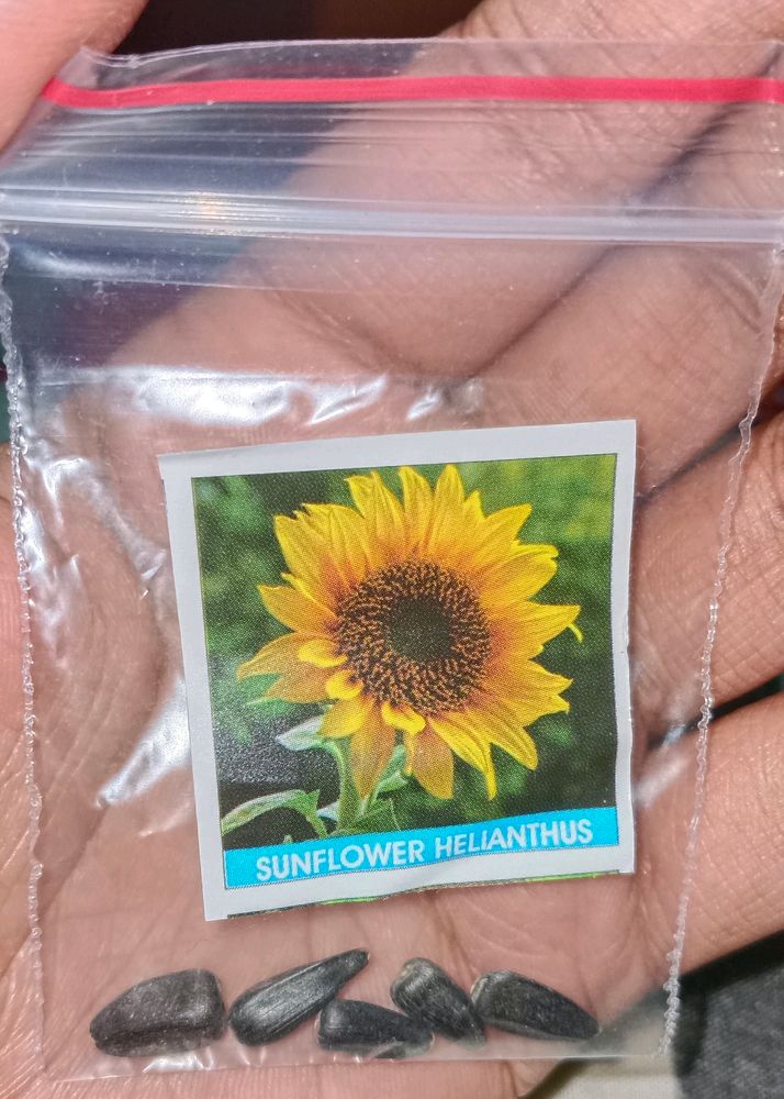 Sunflower Helianthus Flower Seed