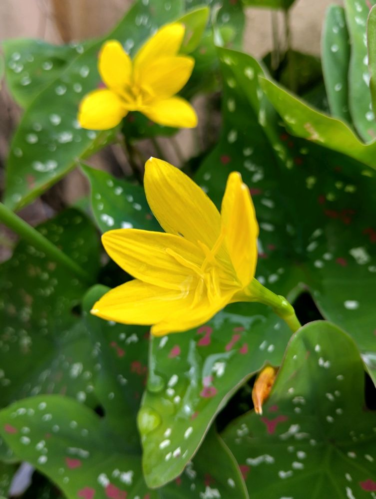 Yellow Rain Lily Bulbs