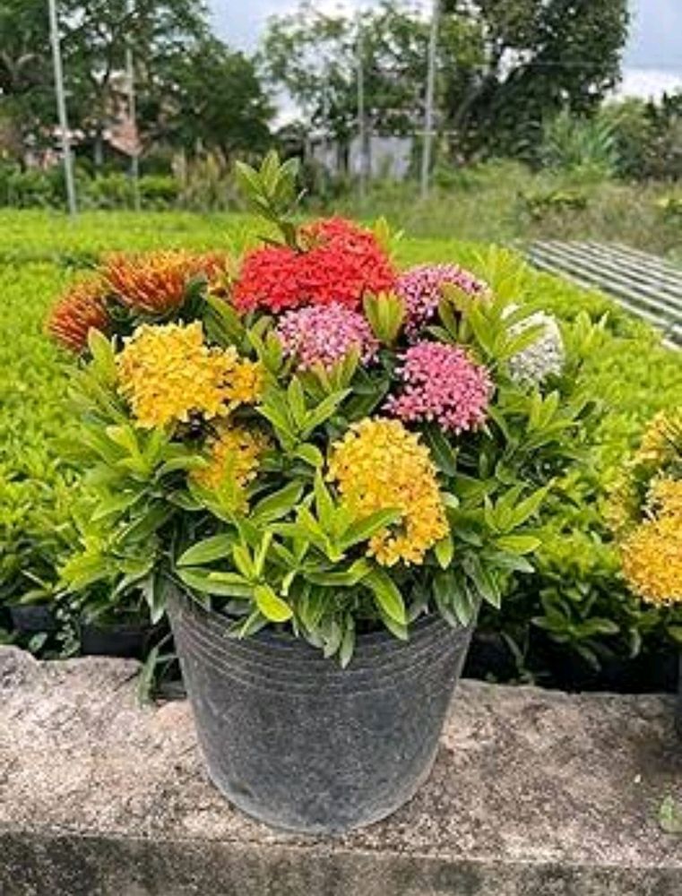 Multicolored Ixora Live Plant