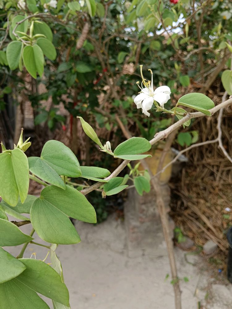 Bauhinia Accuminata