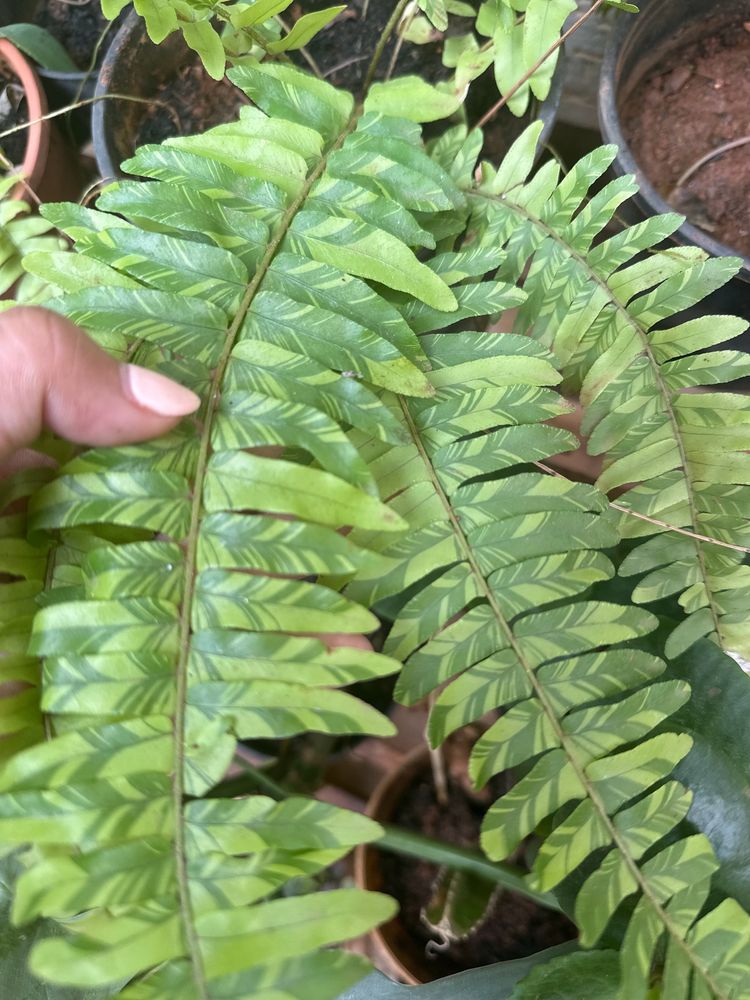 Exotic Rare Verigated Boston Fern Plant With Roots