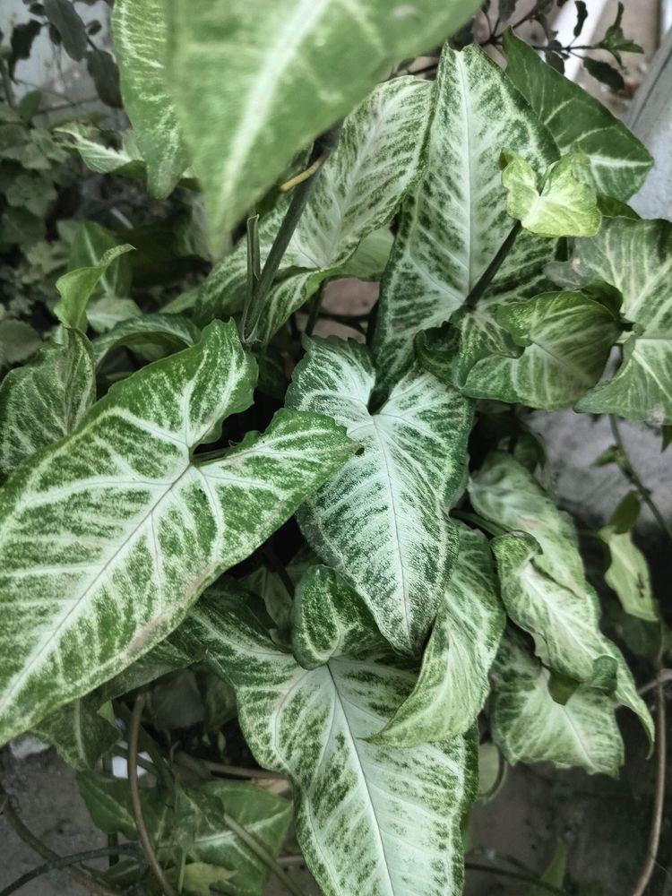 Syngonium Plant Cutting