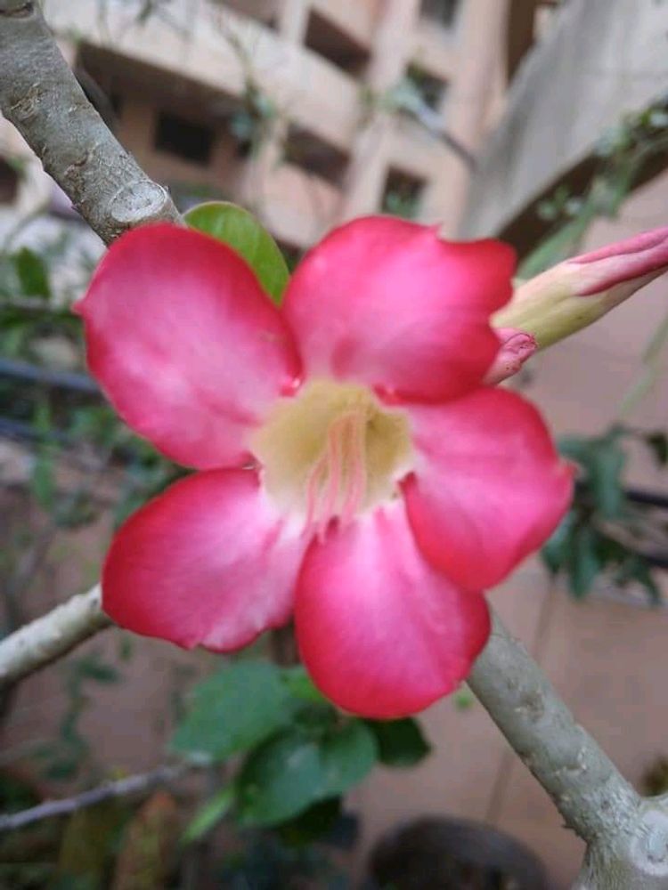 Adenium plant 2