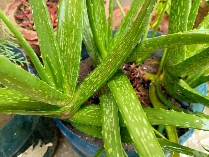 Medicinal Ayurvedic Aloe Vera Plant