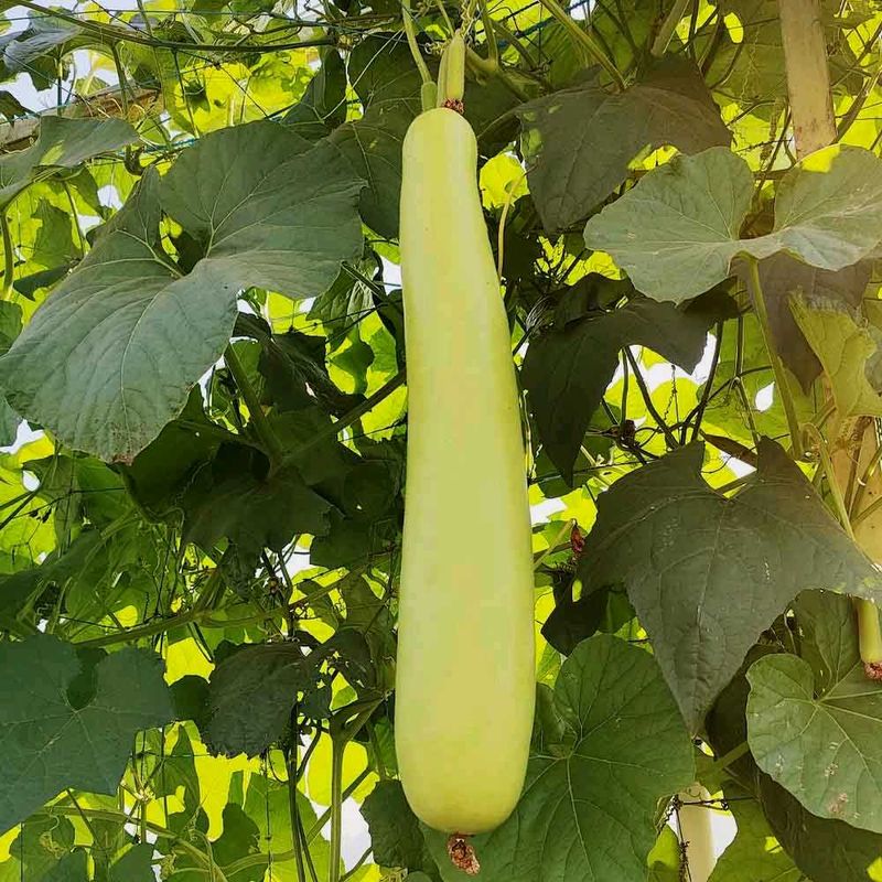 Bottle Gourd (Lauki  Long लौकी के बीज) Seeds