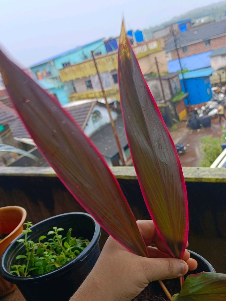 Cordyline Australis Plant With Pot