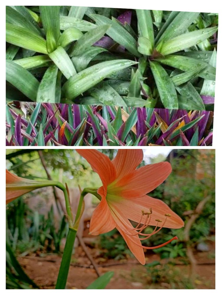 Amarest Lily Plant