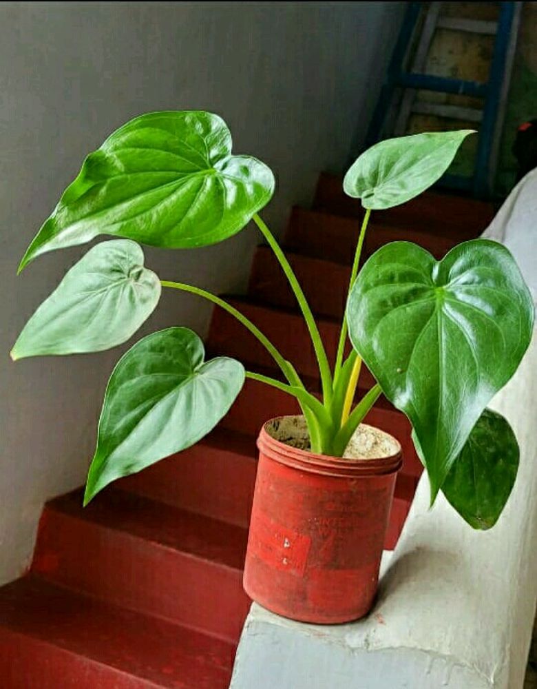 Alocasia cucullata(Elephant Ear) Plant 🌵