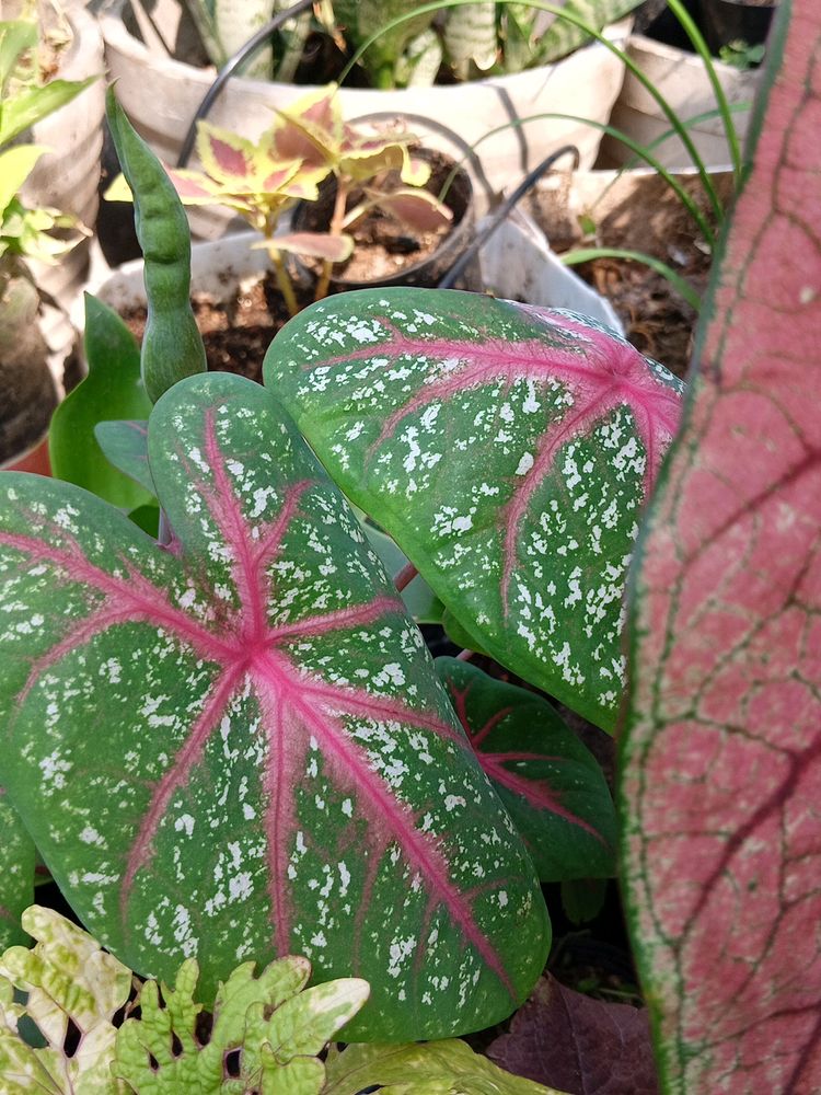 Caladium Plant