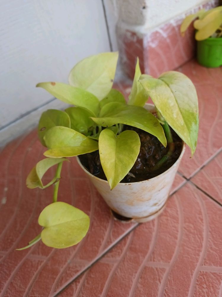 Fresh Money Plant Or Golden Pathos