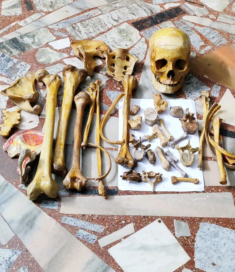 Original Bone Set