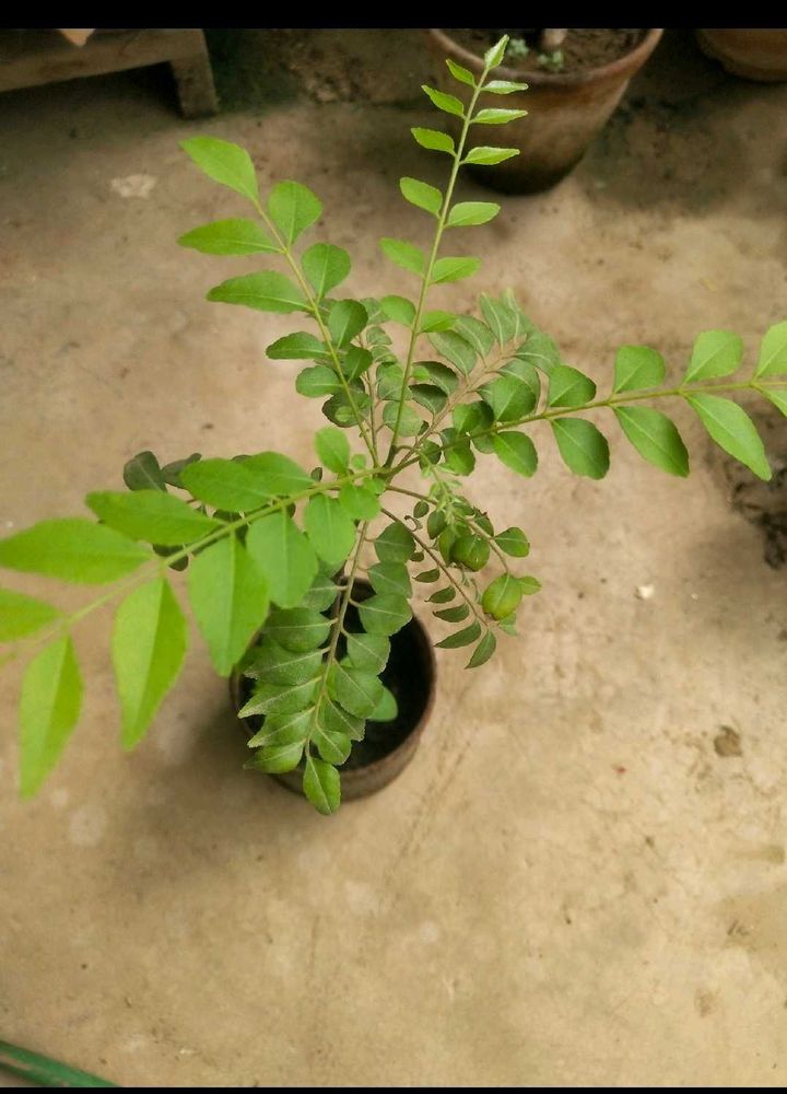 Combo Of 2 Curry Leaf And Tulsi Plant