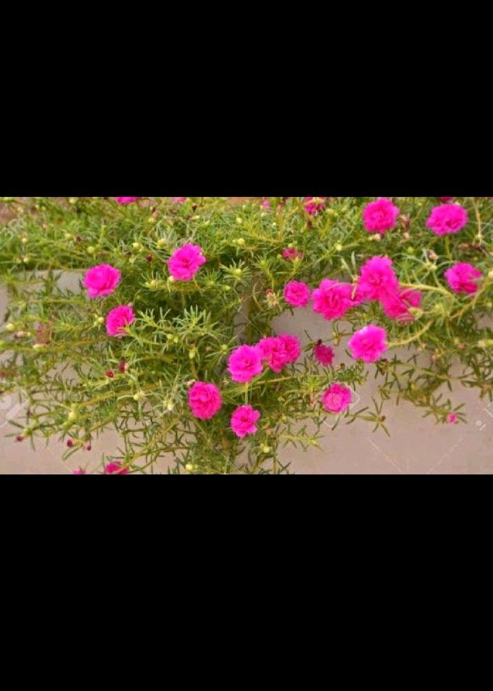 Pink...Red.. White...Moss Rose Plant