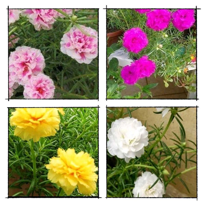 Offer 🎉 Combo Of 4 Portulaca 💐🌸🍀