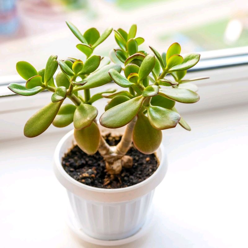 Jade Plant